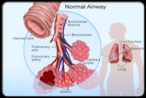 asthma-s3-bronchioles-normal
